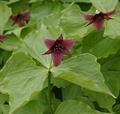 Red trillium
